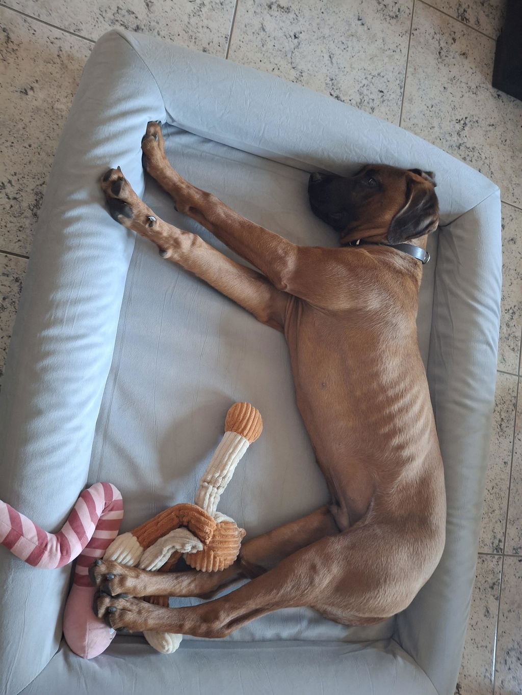 Large Buddy Bed