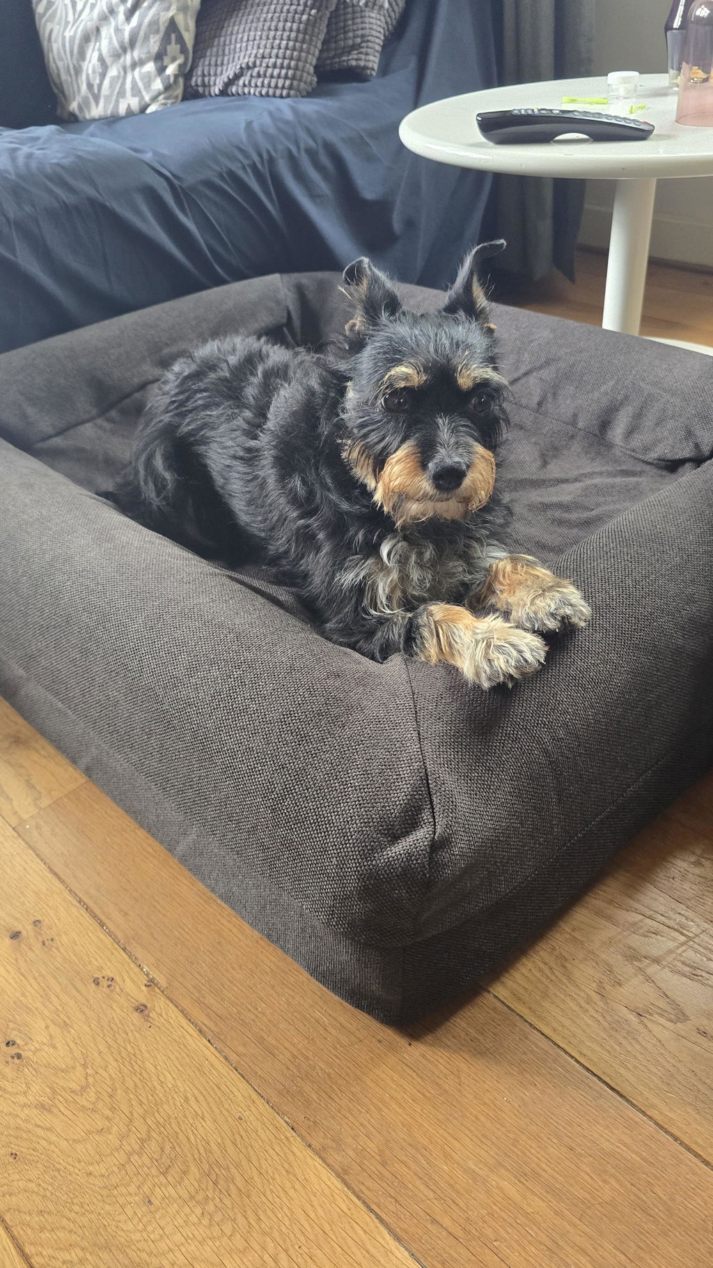 Medium Buddy Bed