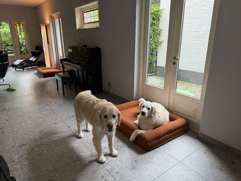 Golden Teddy Hoes