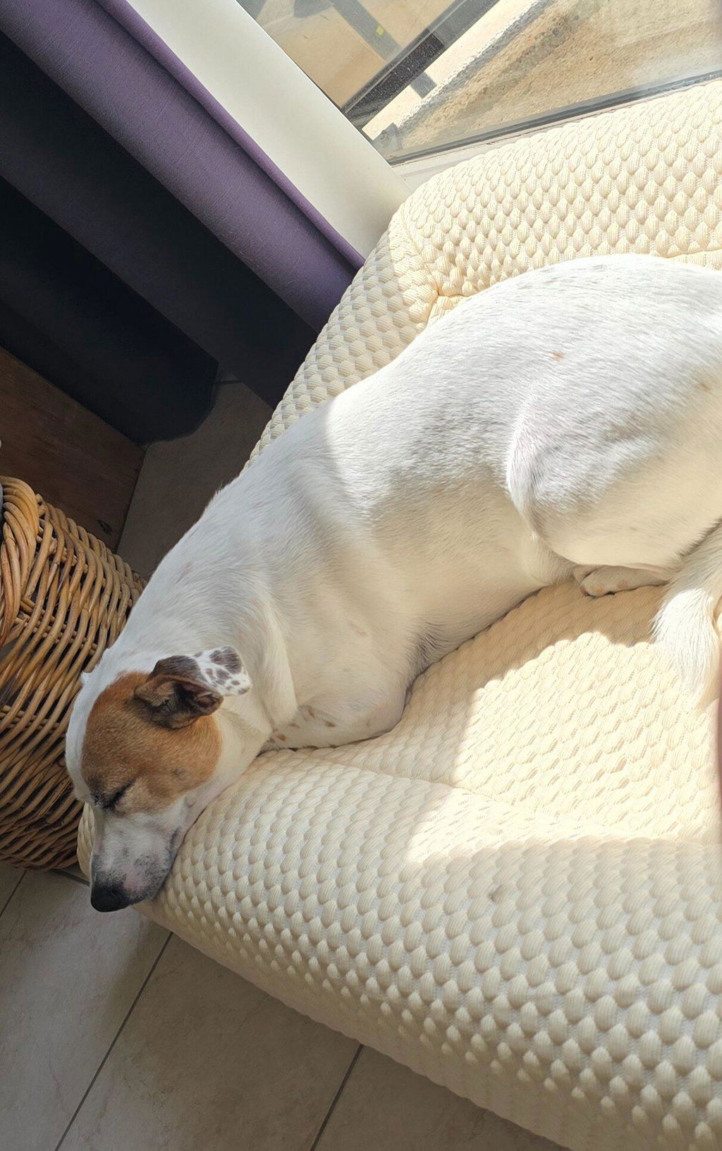 Buddy Beds