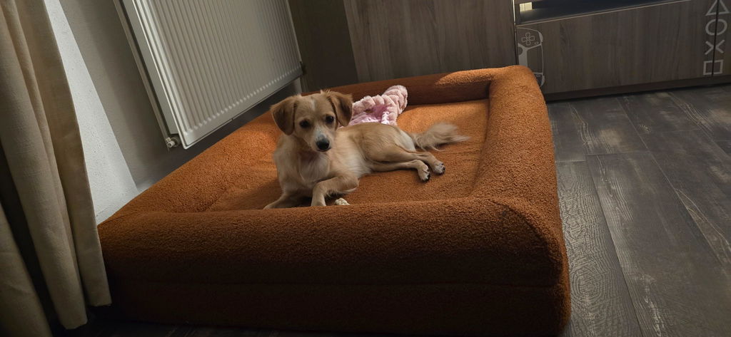 Buddy Beds