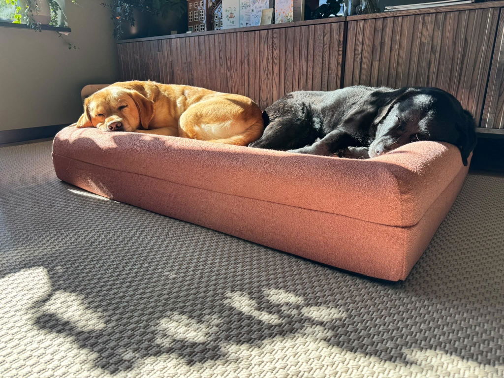 Buddy Beds