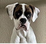 Probiotic + Prebiotic for Dogs