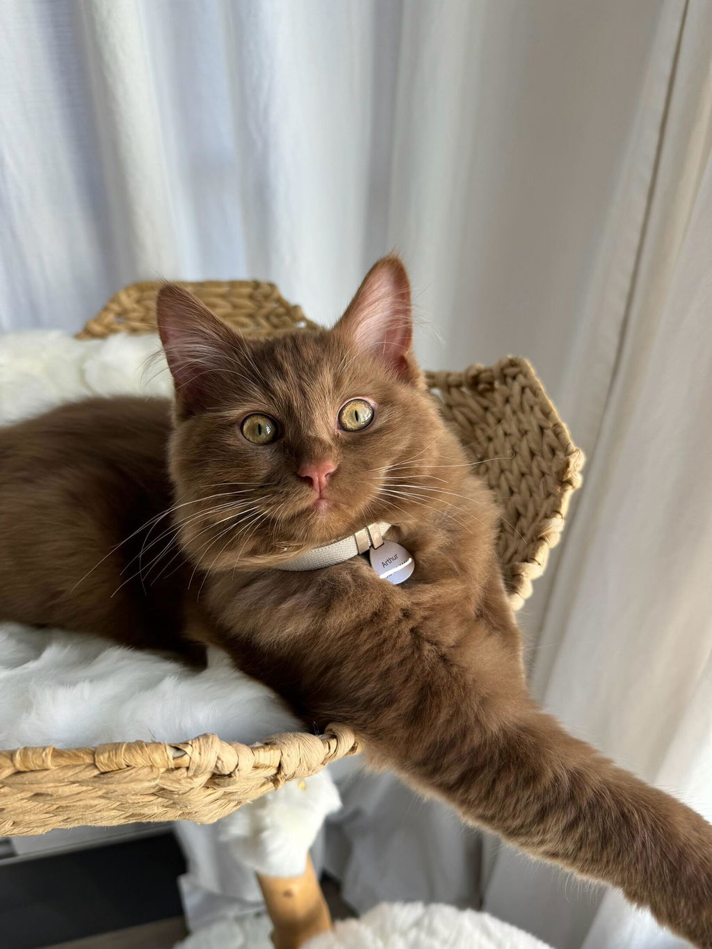 Anti-Choking Cat Collar (Elastic Webbing)