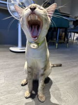 Ardin fever review photo