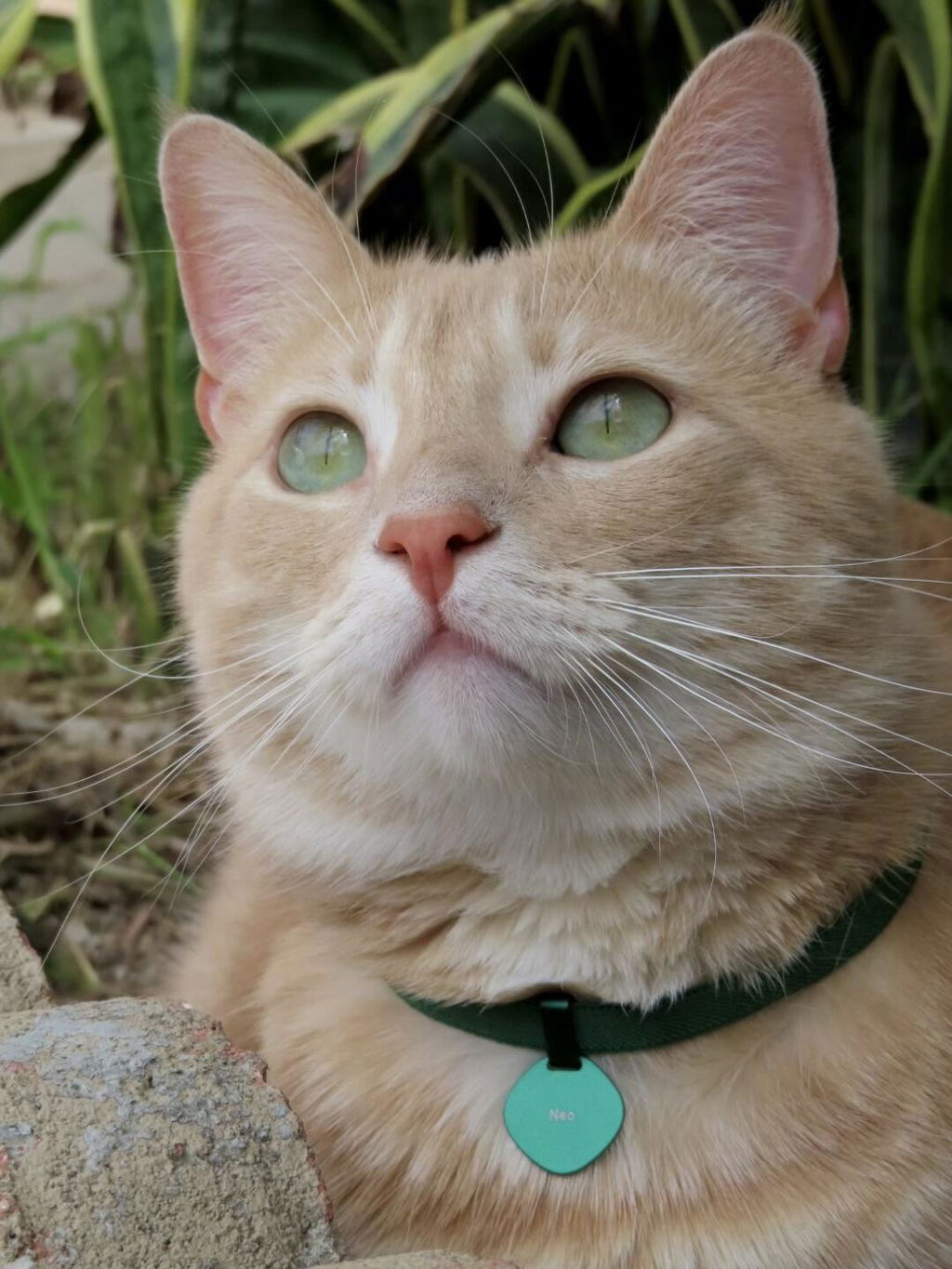 Anti-Lost Star Tag + Cat Collar