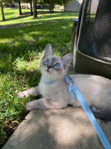 Tiffani review photo