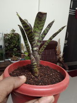 Sshiva Jyoti review photo