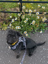 Hollyrose review photo