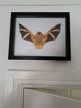 Fae review photo