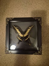 Lily review photo