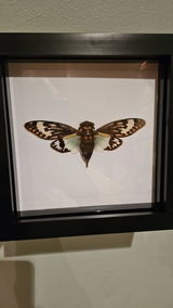 Etsy customer review photo