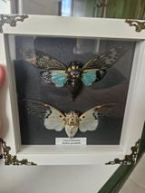 Eva review photo