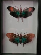 Gloria review photo