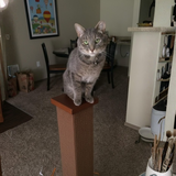 QuantumMuffin99143 review photo