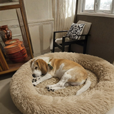 HeroDog61 review photo