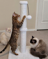 Tiny-Cat777 review photo