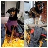 Hundepullover Goldpaw Stretch Fleece Paprika