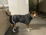 Hunde Wintermantel Perus Pomppa Graphite