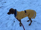Hunde Wintermantel Perus Pomppa Curry