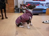 Hunde Wintermantel Perus Pomppa Plum