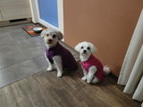 Hundepullover Goldpaw Stretch Fleece Aubergine