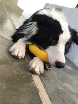 Power Duo - Tug Ring and Fetch Ball (Dog Toy Set)