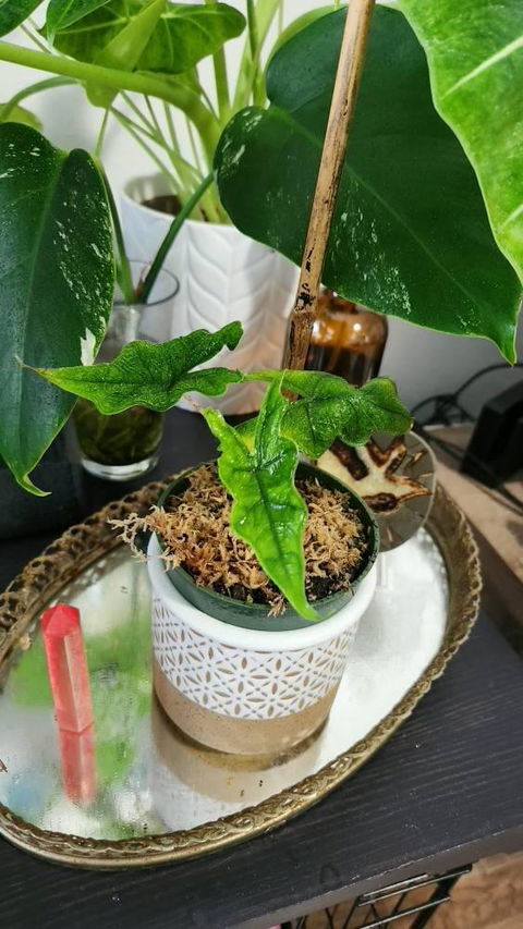 Alocasia Jacklyn