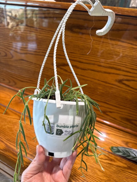 Hoya Linearis