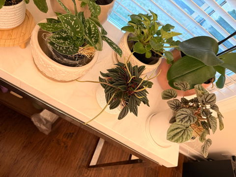 Scindapsus Pictus 'Argyraeus' Satin Pothos
