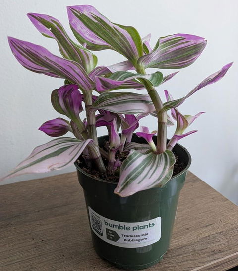 Tradescantia Bubblegum Lilac Nanouk