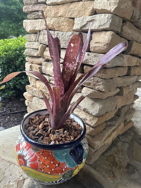 Tillandsia Cyanea 'Pink Quill' Bromeliad