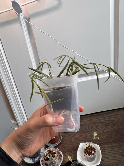 Hoya Linearis