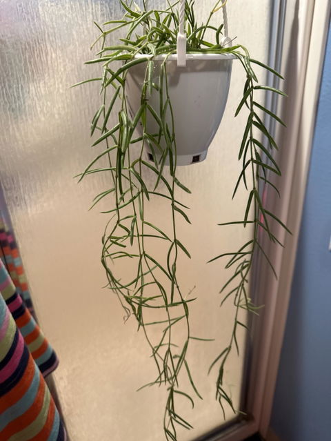 Hoya Linearis