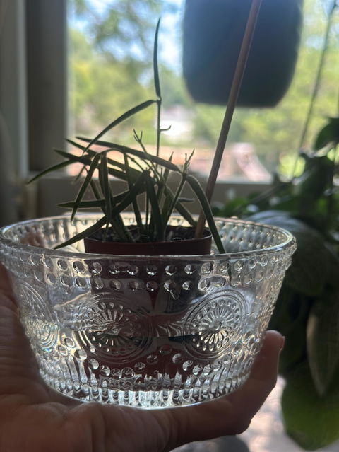 Hoya Linearis