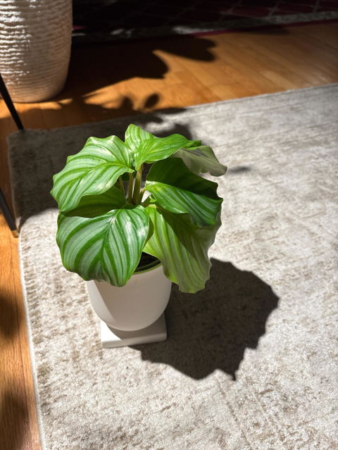 Calathea Orbifolia