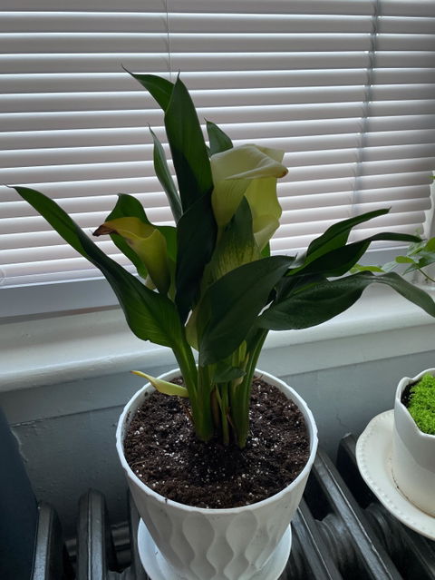 Cally Lily Flowers