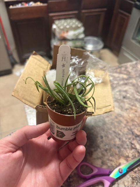 Hoya Linearis