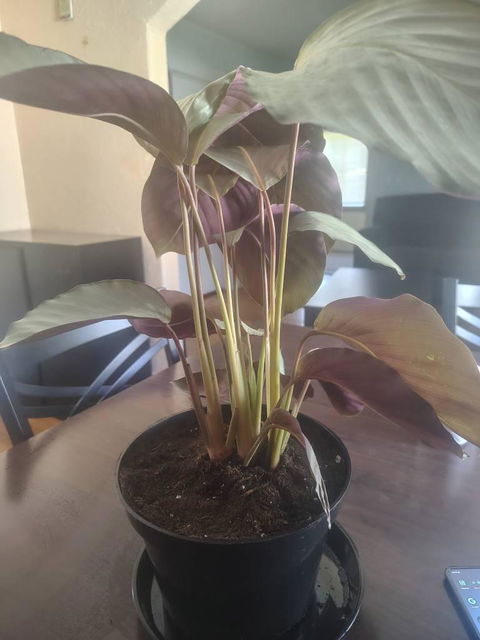 Calathea 'Silver Plate'