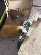 Sam the piggie review photo