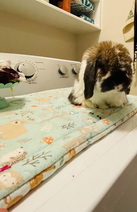 Design Your Own 100% Cotton Bunny Flop Pad in 6 Sizes - Small Mattress, Medium, Large or Xlarge Free US Shipping
