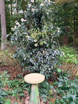 Deborah review photo