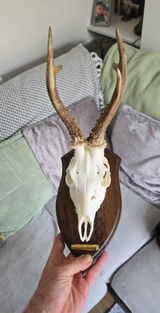 Phill Robinson review photo