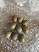 Lynsey review photo
