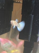 LouLou review photo