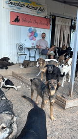 Asociatia pentru protectia animalelor Europe4Strays review photo