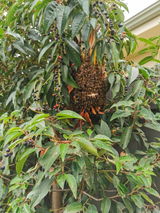 Quyen T. review photo