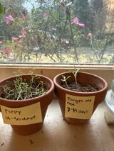 Amazon Customer review photo