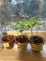 Amazon Customer review photo