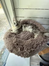 Aprilsalleycatart review photo